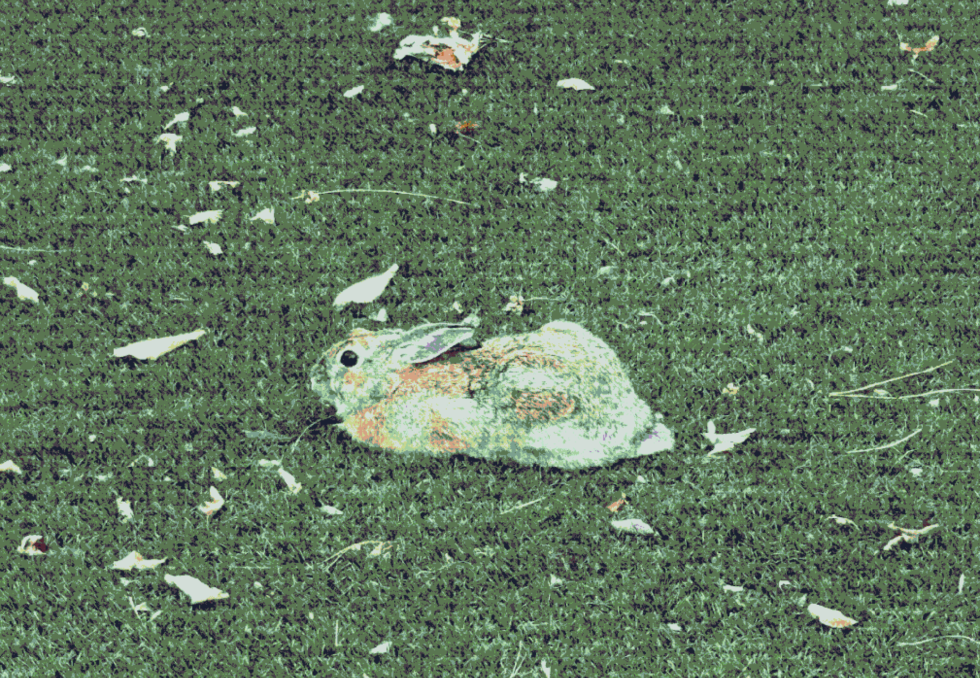 Rabbit on fake grass