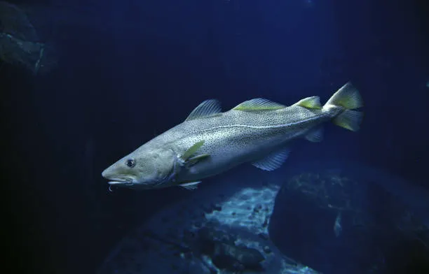 Atlantic cod swimming