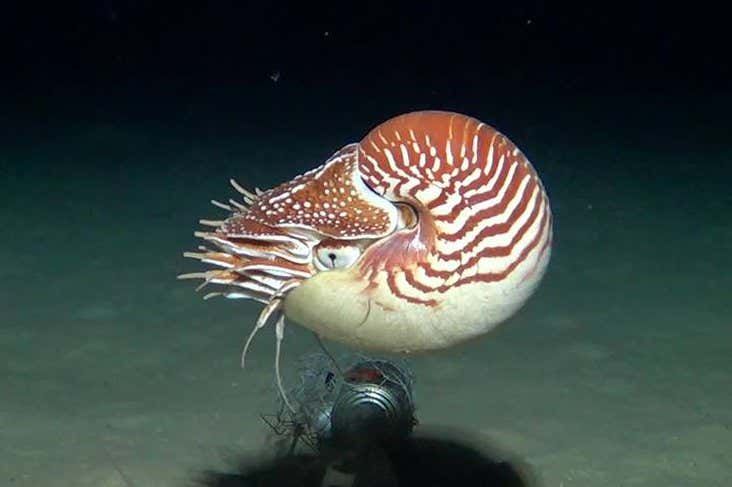 Nautilus