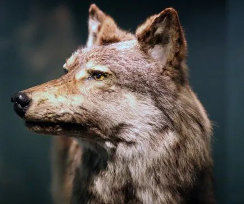 Profile of a taxidermy Newfoundland wolf