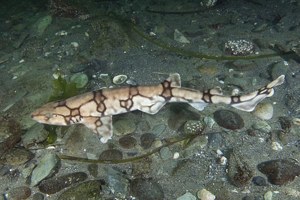 Chain catshark