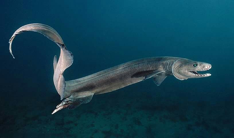 Frilled shark