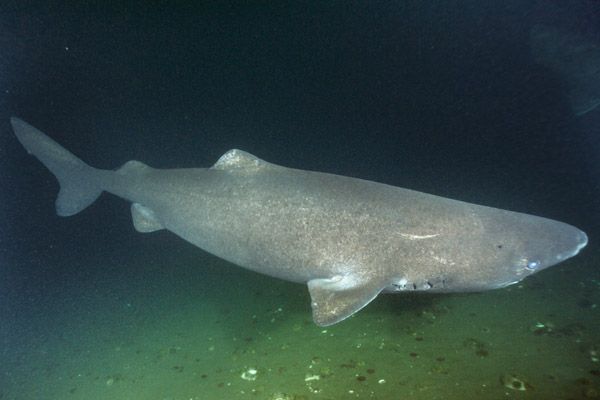 Greenland shark