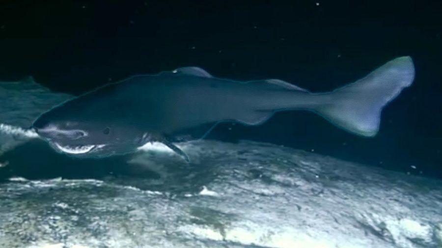 Pacific sleeper shark
