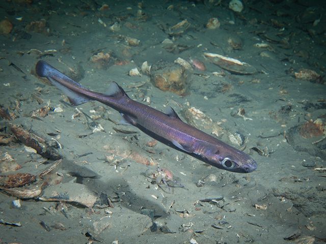 Velvet belly lanternshark